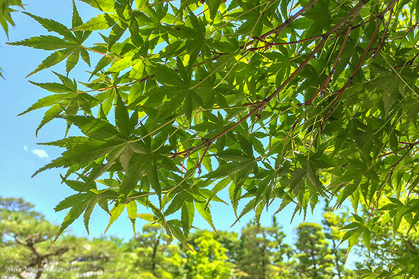 Akira Miyamoto's Photo