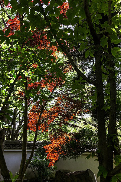 photo by AKIRA MIYAMOTO