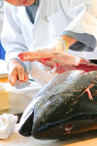 本マグロのにおいを撮ってみる