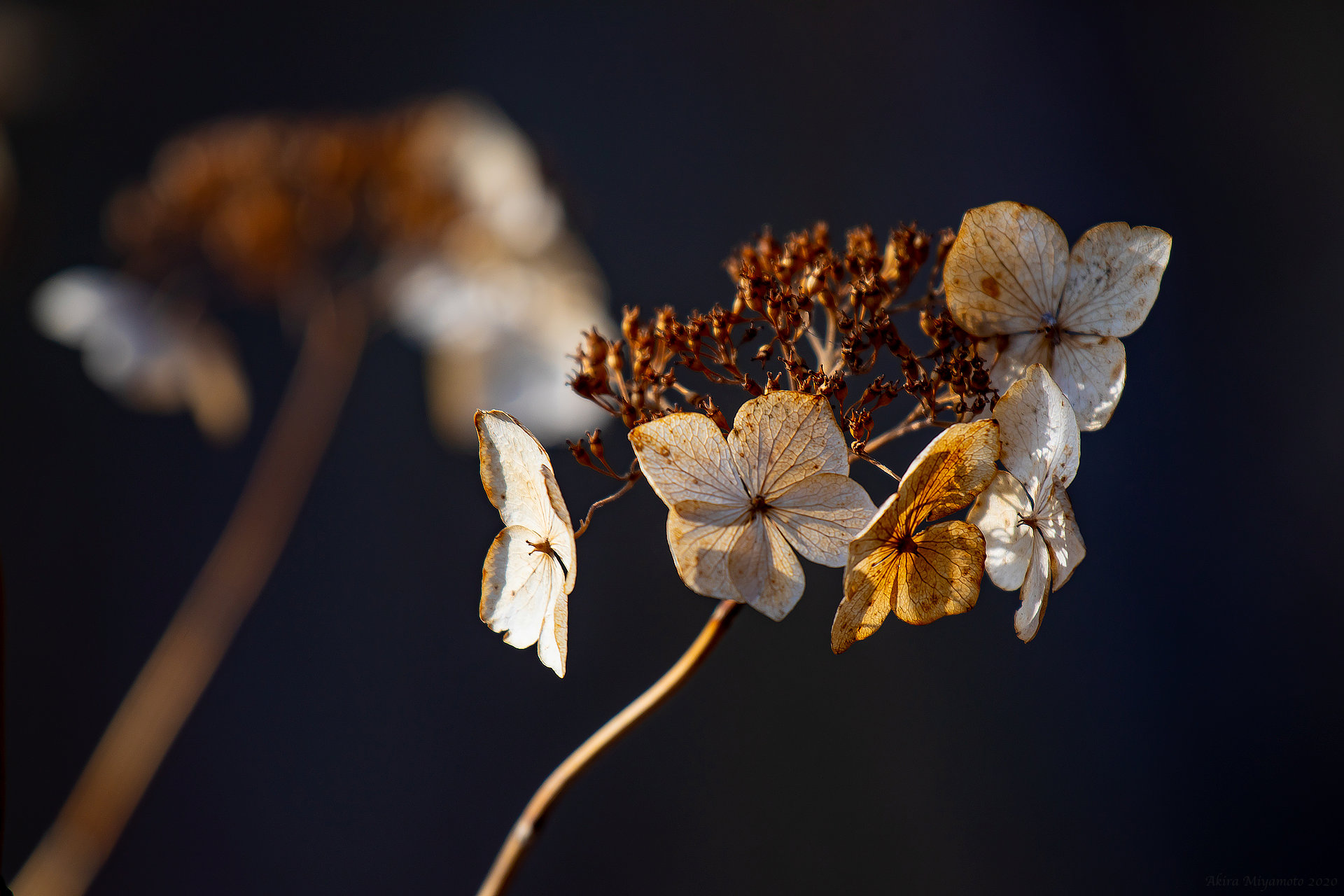 NaturePhoto AKIRA MIYAMOTO