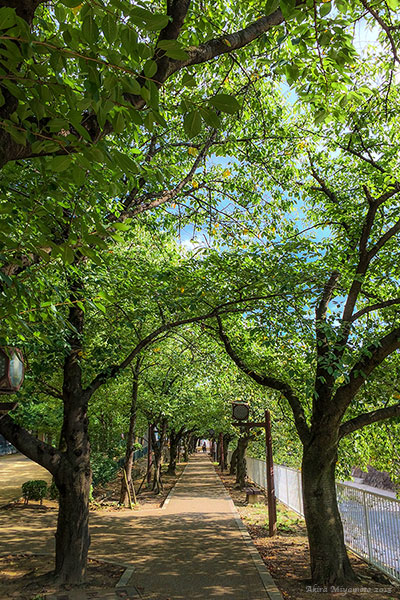 photo by AKIRA MIYAMOTO