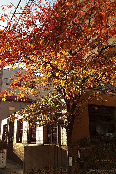 Akira Miyamoto's Photo