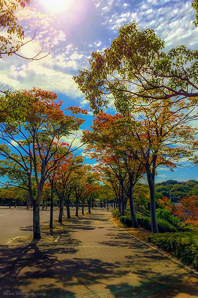 photo by AKIRA MIYAMOTO