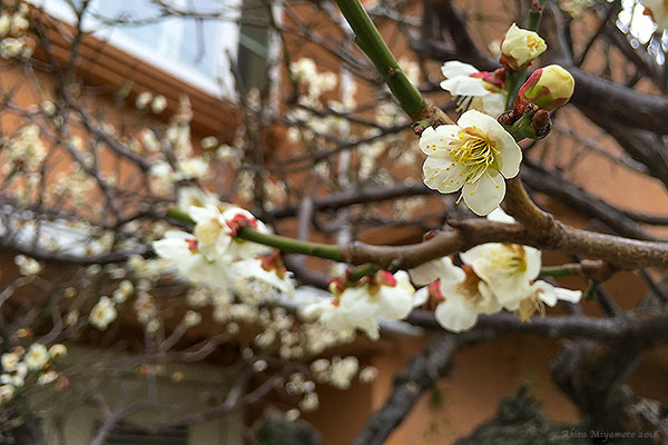 photo by AKIRA MIYAMOTO