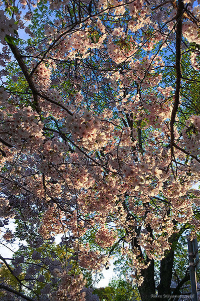 photo by AKIRA MIYAMOTO