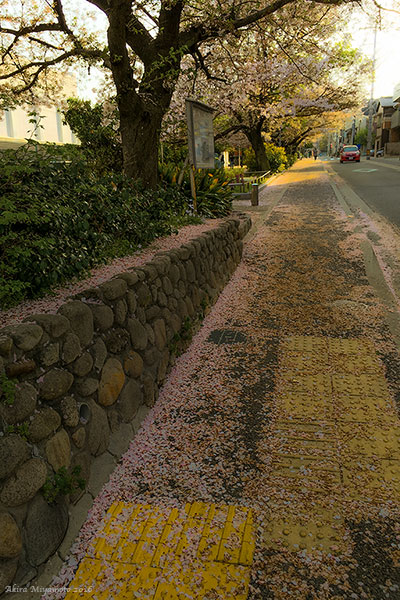 photo by AKIRA MIYAMOTO