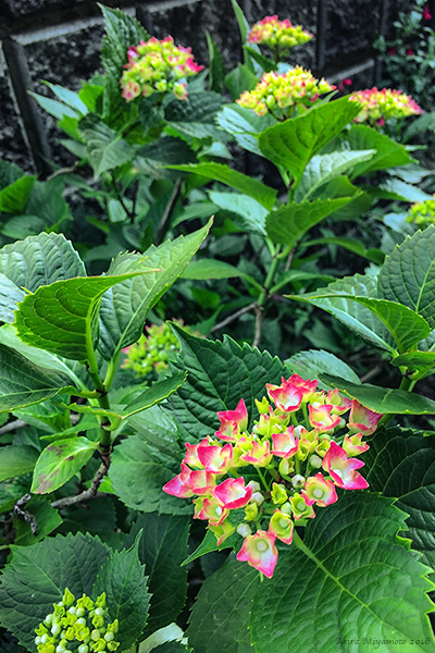 photo by AKIRA MIYAMOTO