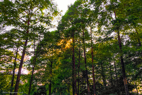 photo by AKIRA MIYAMOTO