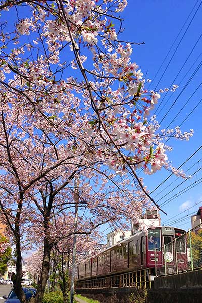 桜の季節阪急電車