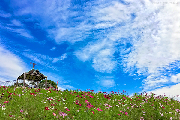 photo by AKIRA MIYAMOTO