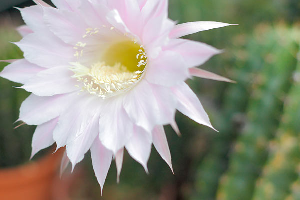 サボテンの花イメージ