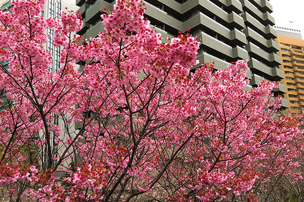 泉ガーデン桜まつり2017スマホカメラ講座