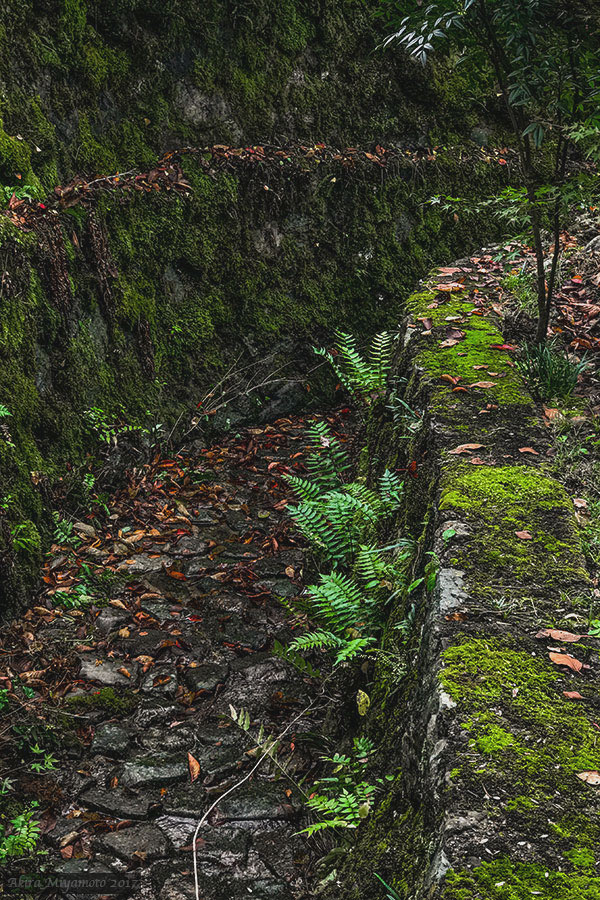 TV放送向けに階調調整した画像