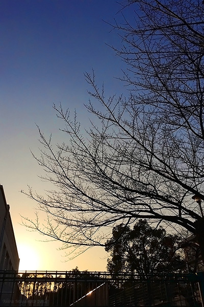 AKIRA MIYAMOTO's Photograph