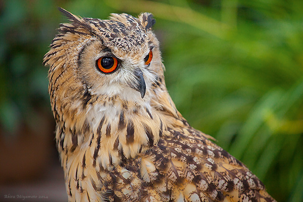 photo by AKIRA MIYAMOTO