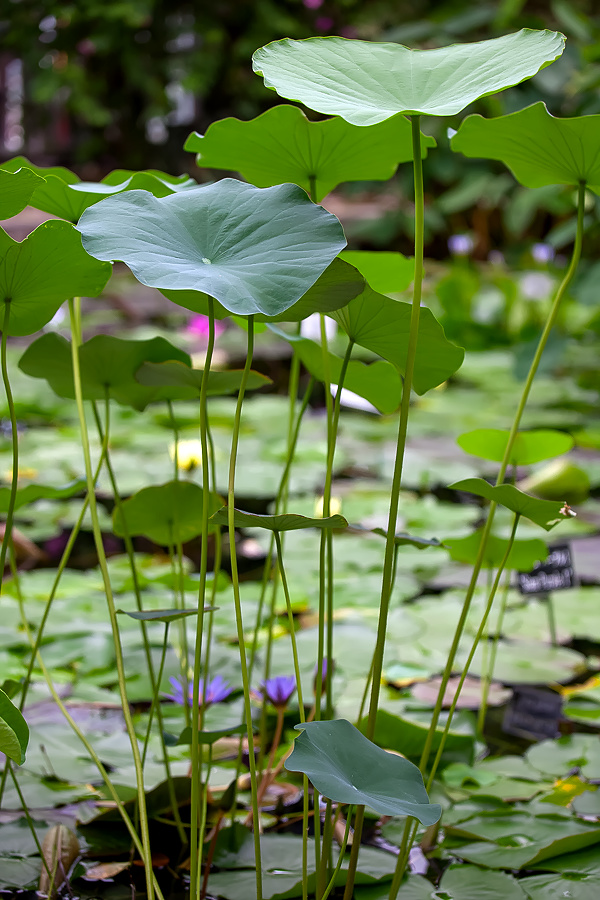 蓮の池 photo 宮本章光