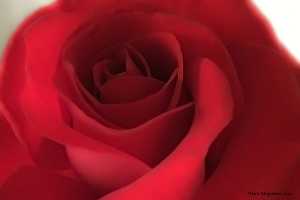 AKIRA MIYAMOTO's PHOTO