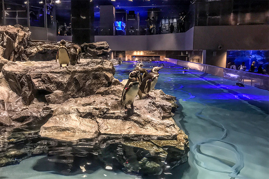 すみだ水族館 photo=宮本章光