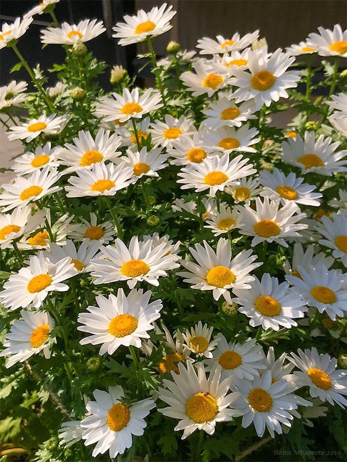 photo AKIRA MIYAMOTO 宮本章光