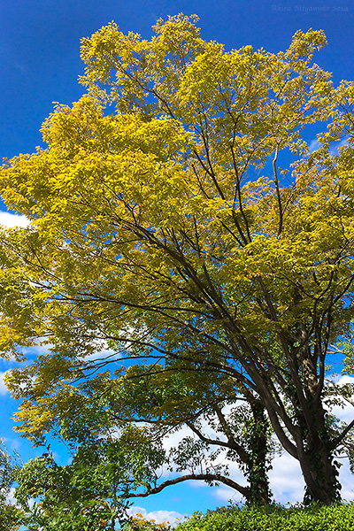 AKIRA MIYAMOTO's Photograph