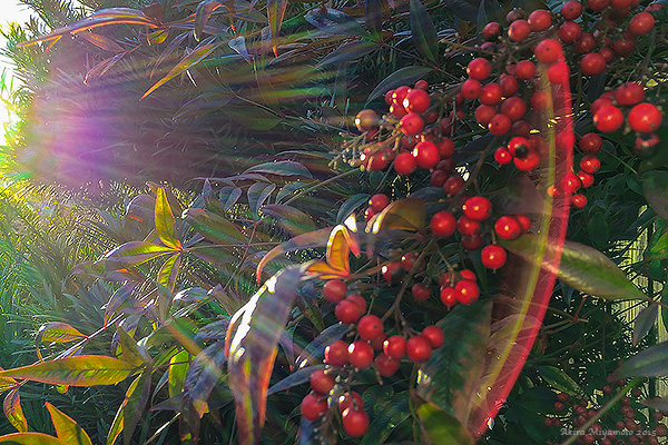 Photo by AKIRA MIYAMOTO