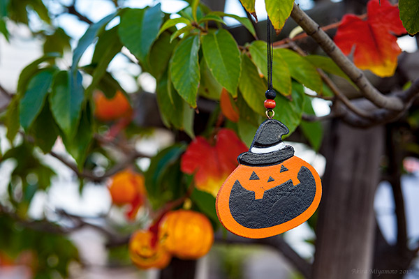 photo by AKIRA MIYAMOTO