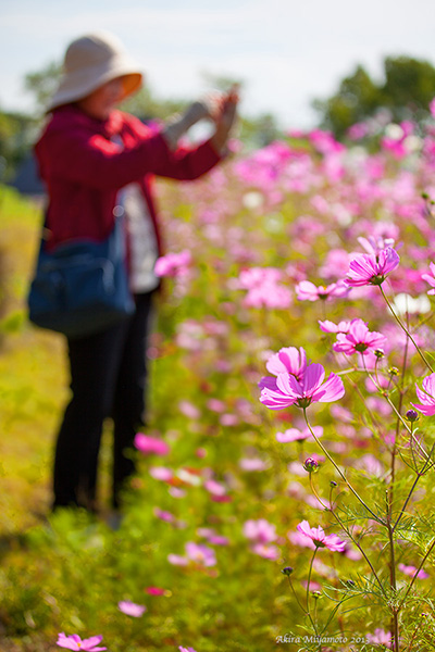 コスモスの丘 Photographer宮本陽