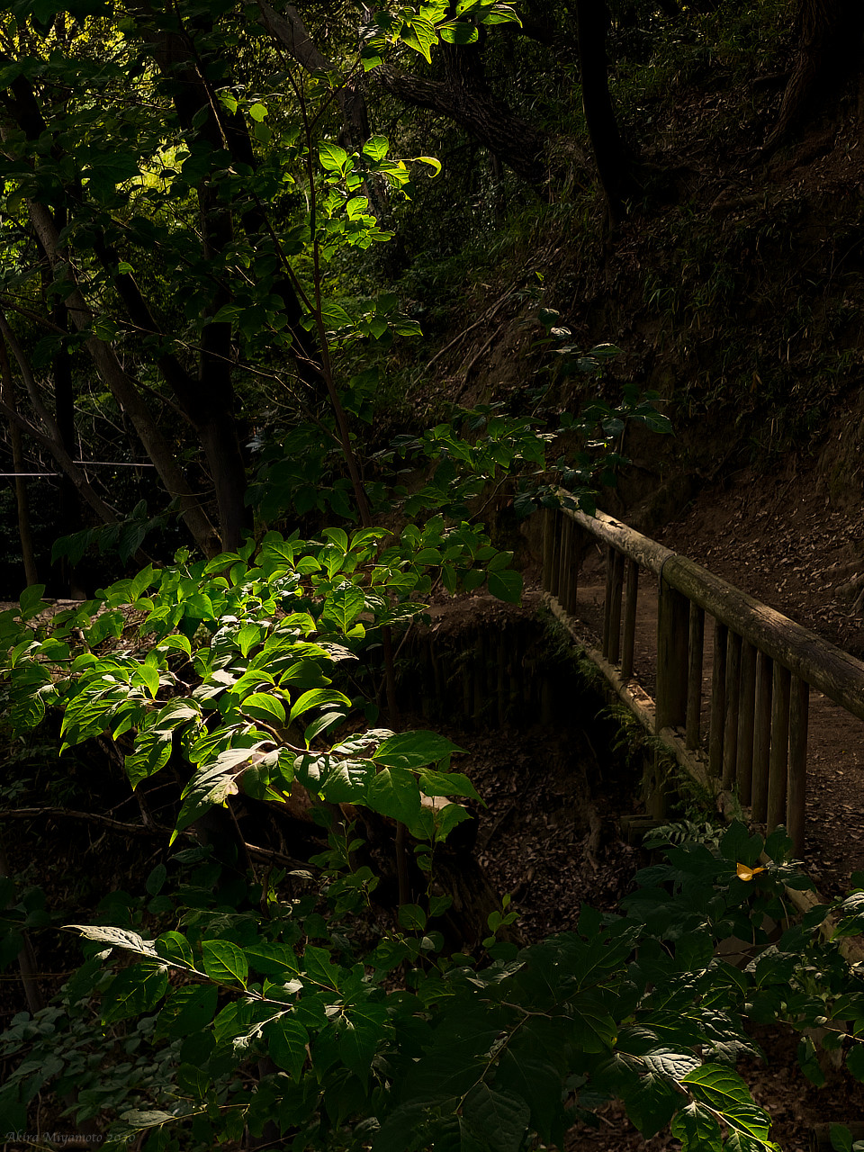 photo AKIRA MIYAMOTO