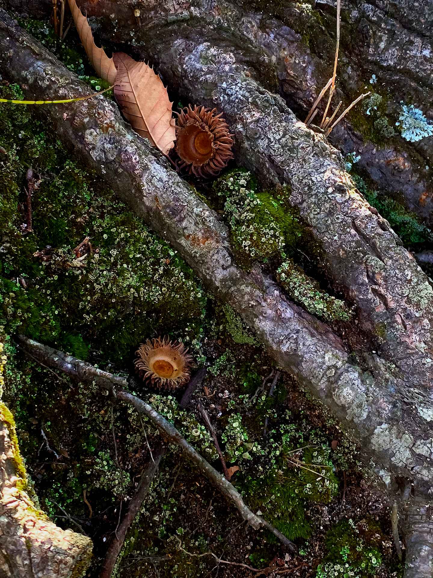 NaturePhoto AKIRA MIYAMOTO