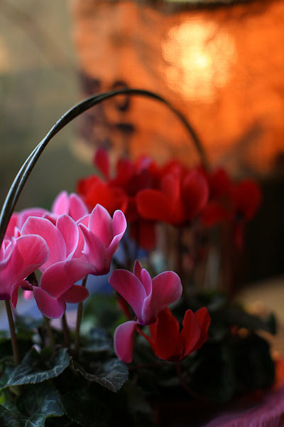 寄って撮る本当の意味を知っていますか?