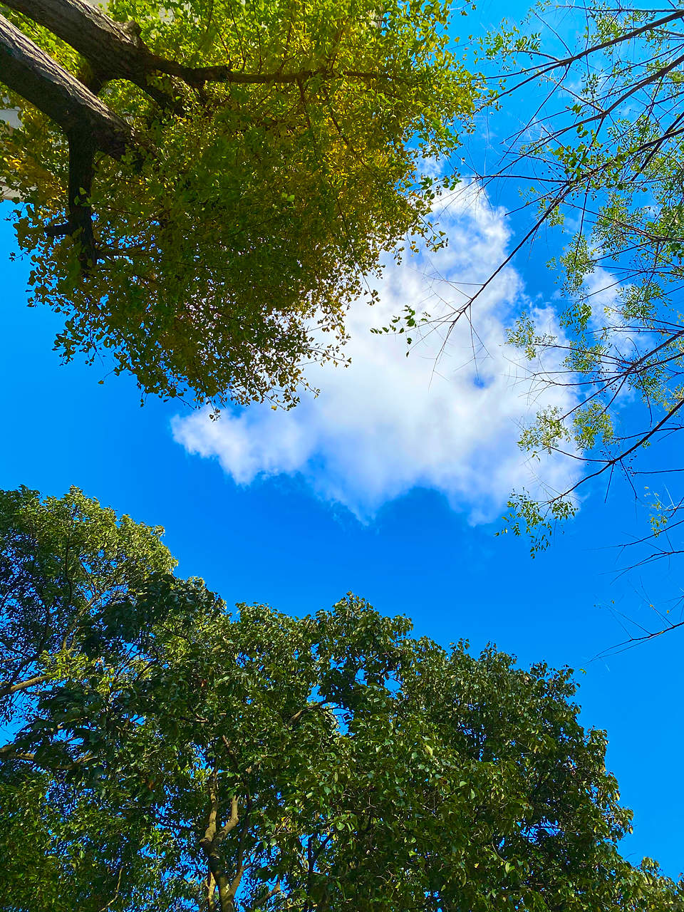 Look to the Sky photo AKIRA MIYAMOTO
