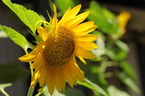 ひまわりイメージ