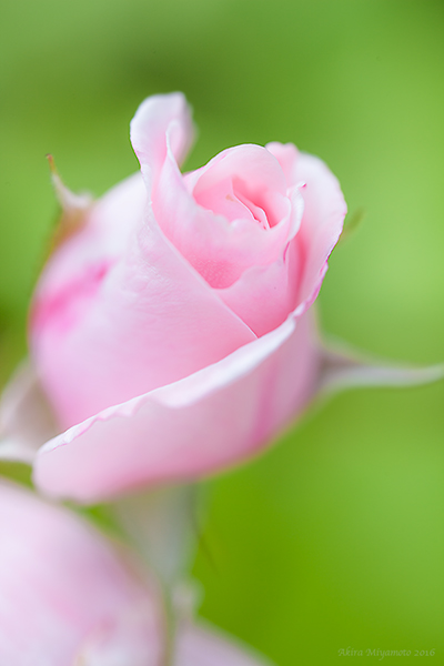 photo by AKIRA MIYAMOTO