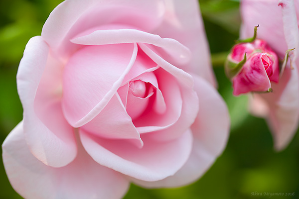 photo by AKIRA MIYAMOTO