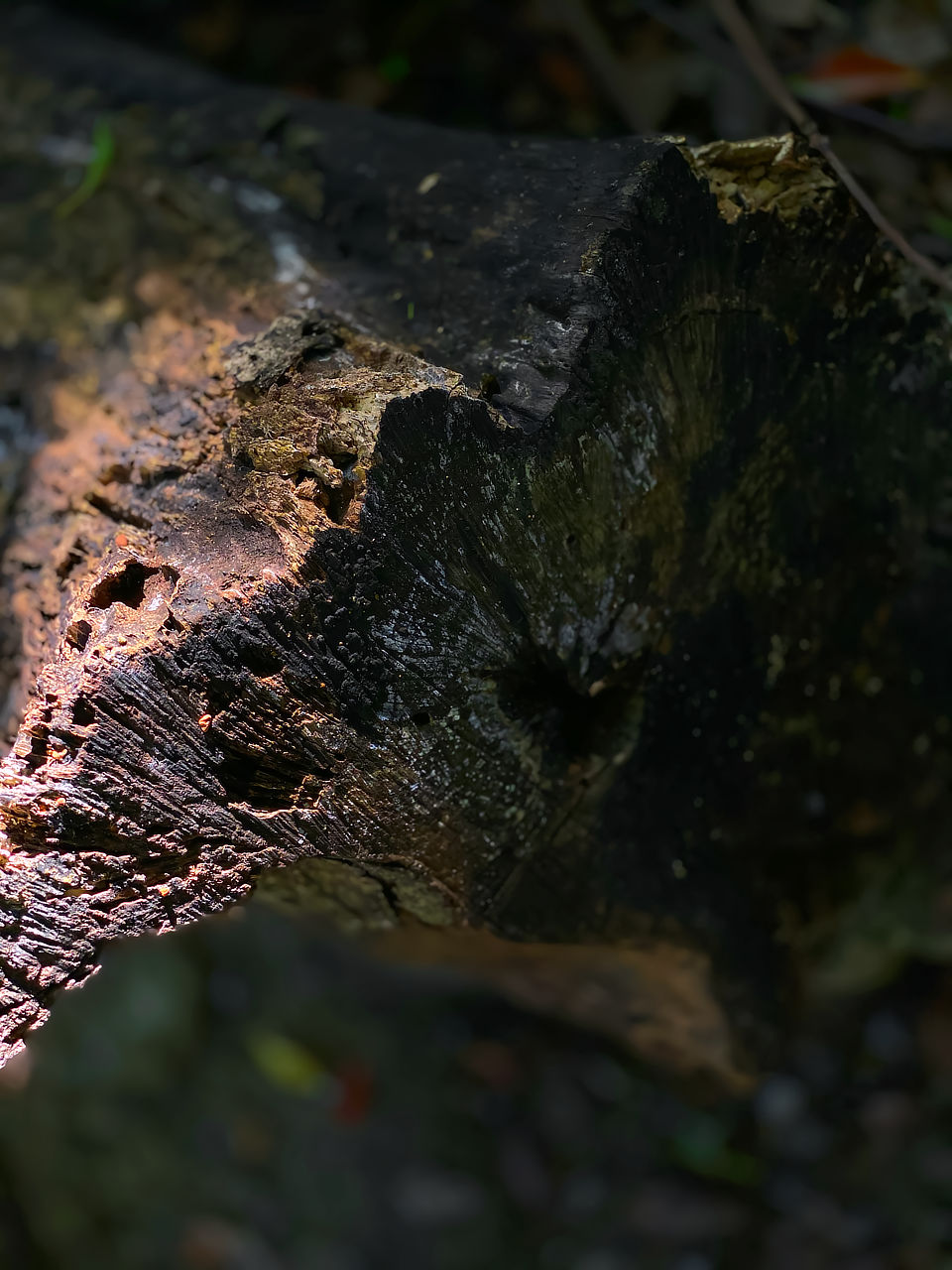 朽ちた木のエネルギーを感じてみる photo 宮本章光