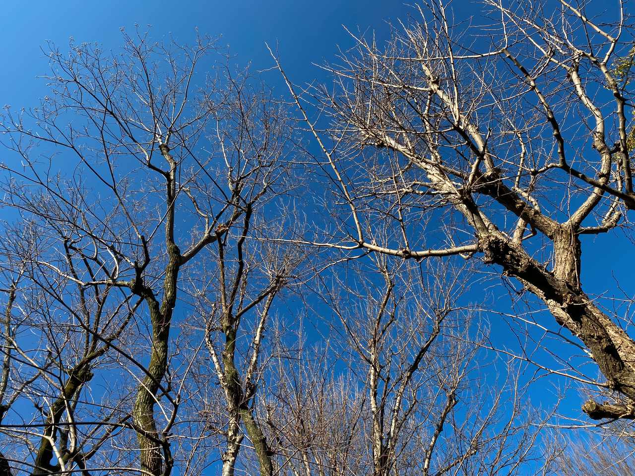 冬のコントラストを感じる photo 宮本章光