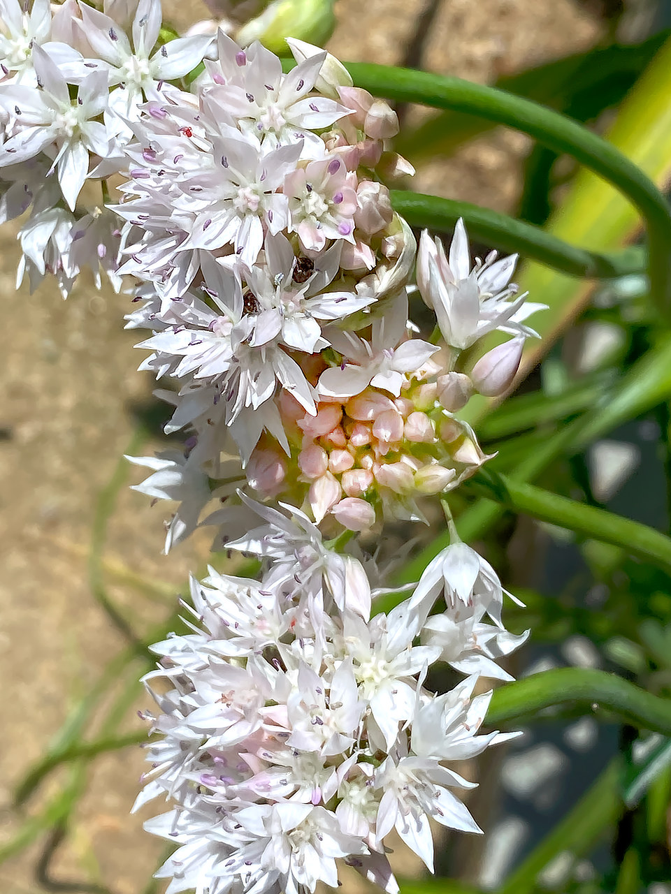 植物は自ら花開く photo 宮本章光