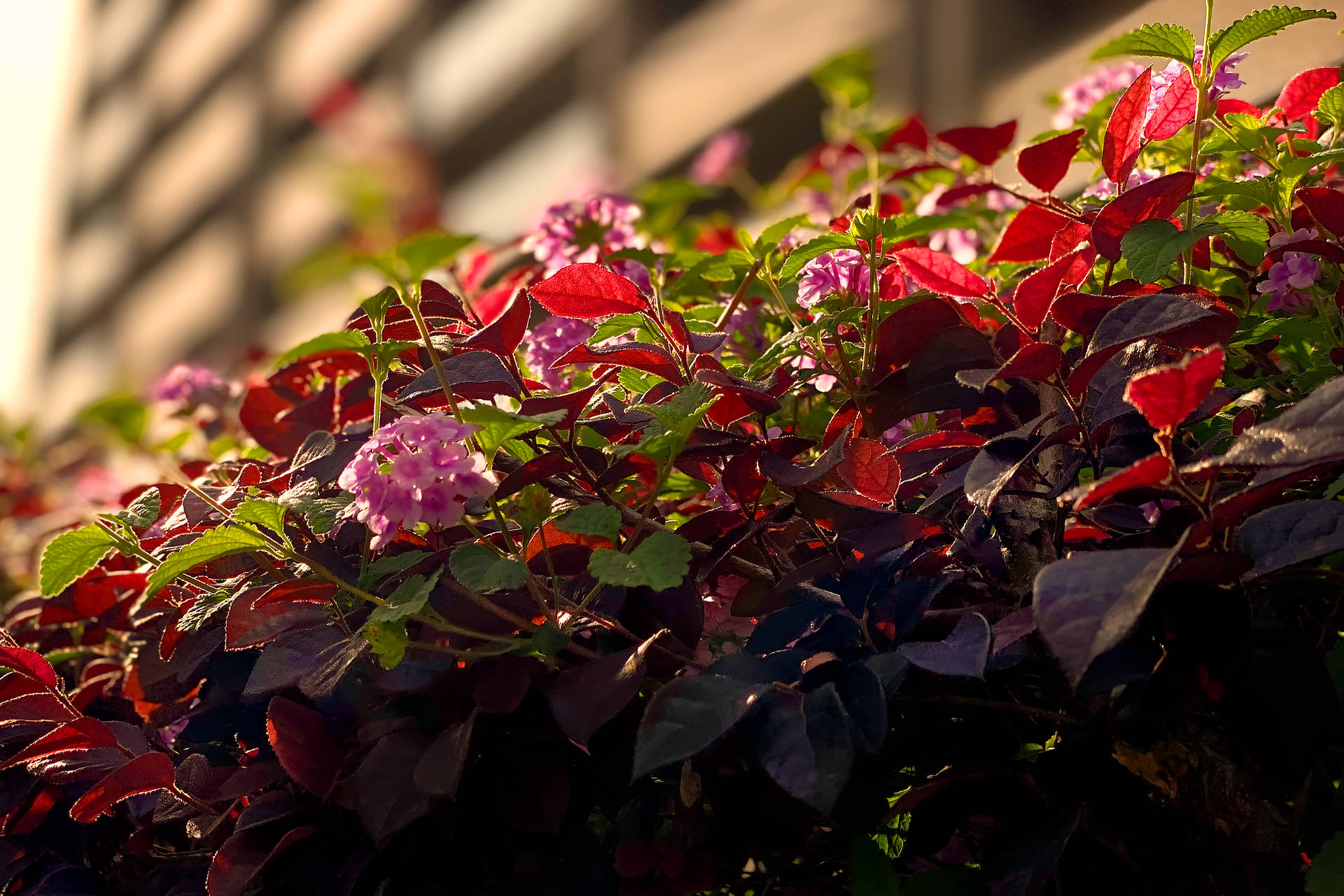 道端で出会う印象的な赤い花 photo 宮本章光