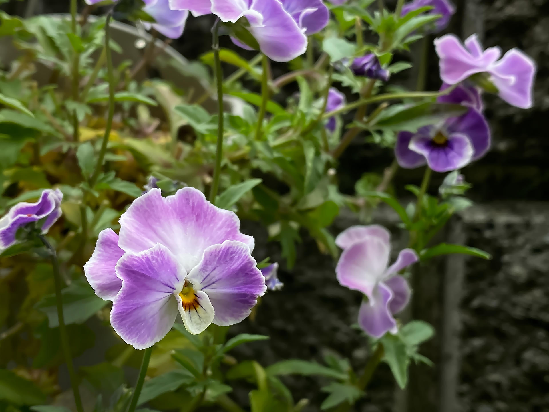 ヴィオラの老いた花 photo 宮本章光