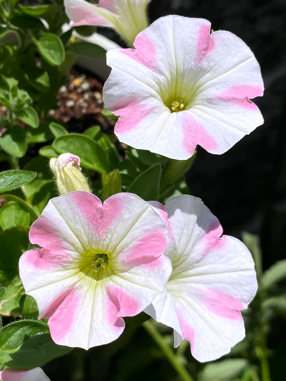 ももいろハートの花 photo 宮本章光
