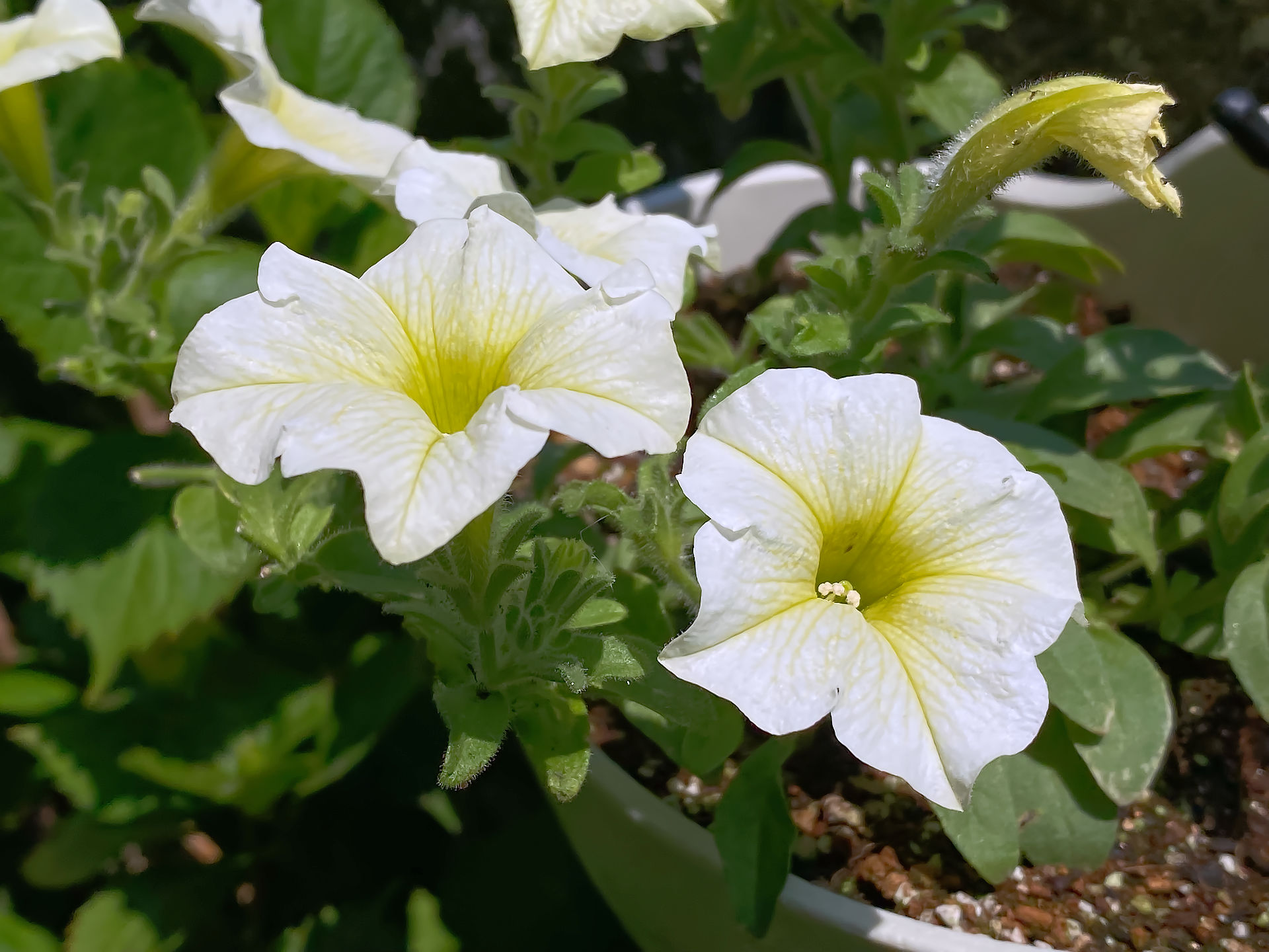 まぶしく光る photo 宮本章光