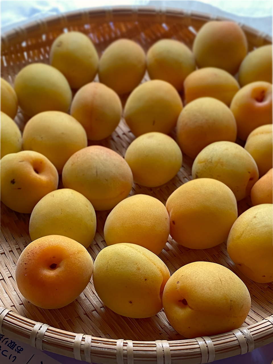 熟しはじめた梅の実 photo 宮本章光