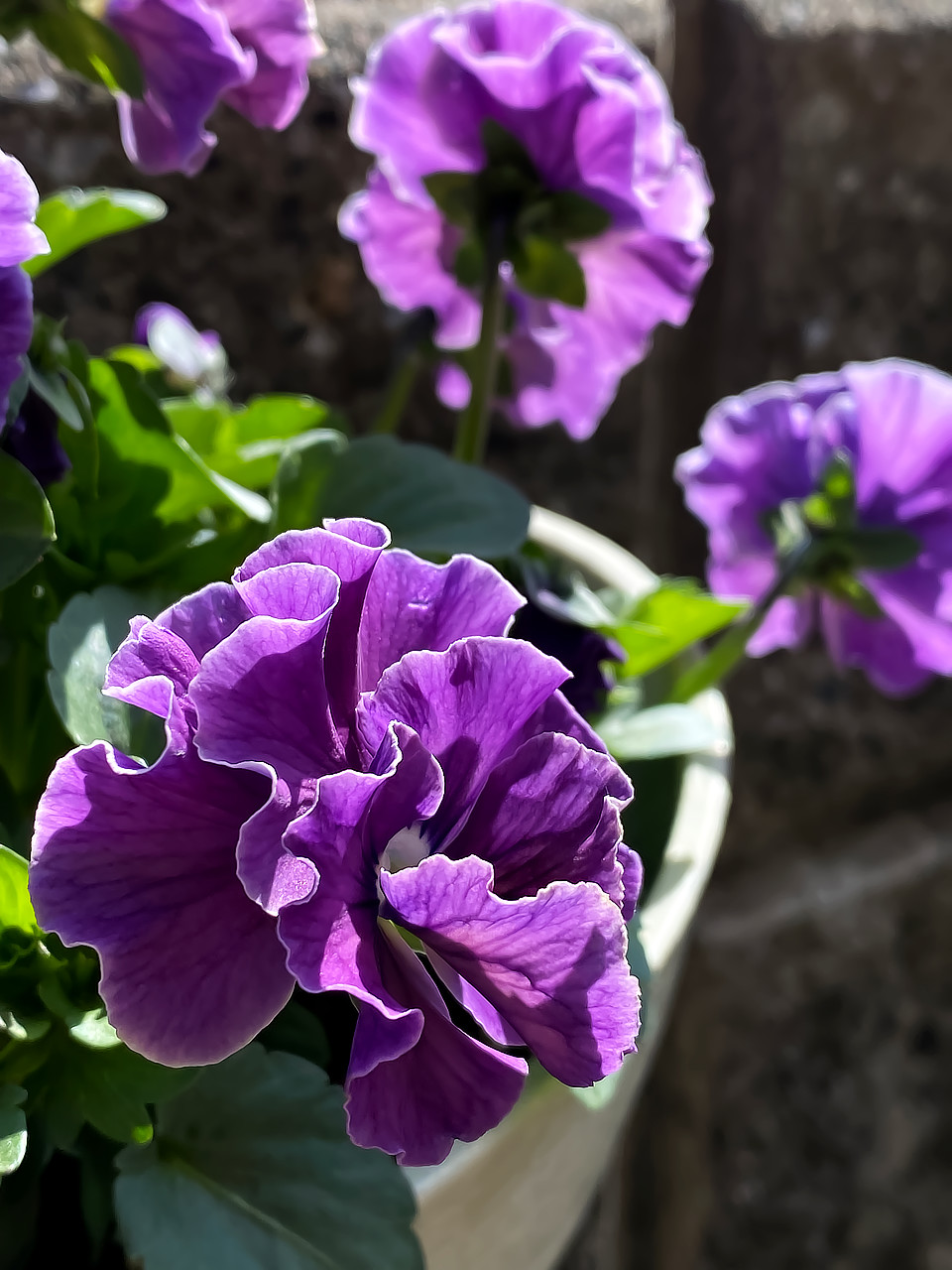 パンジービオラバイオレット photo 宮本章光