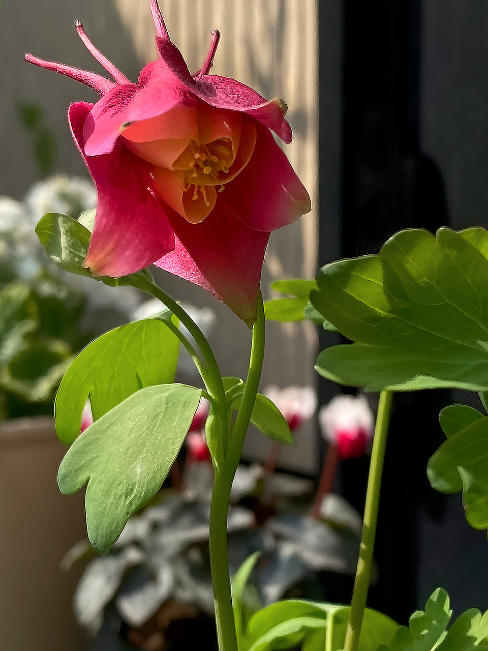 おだまきの花が開く photo 宮本章光