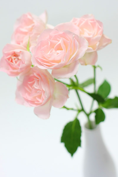 Photo and Message 宮本 陽 ブログのサーバーを移転しました