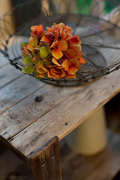 AKIRA MIYAMOTO's Photo