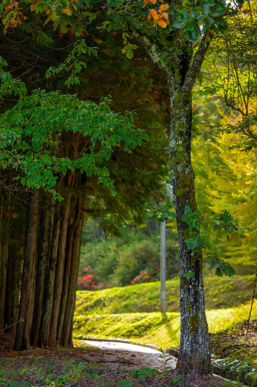 飯舘村に満ちる氣を受け取る photo 宮本章光