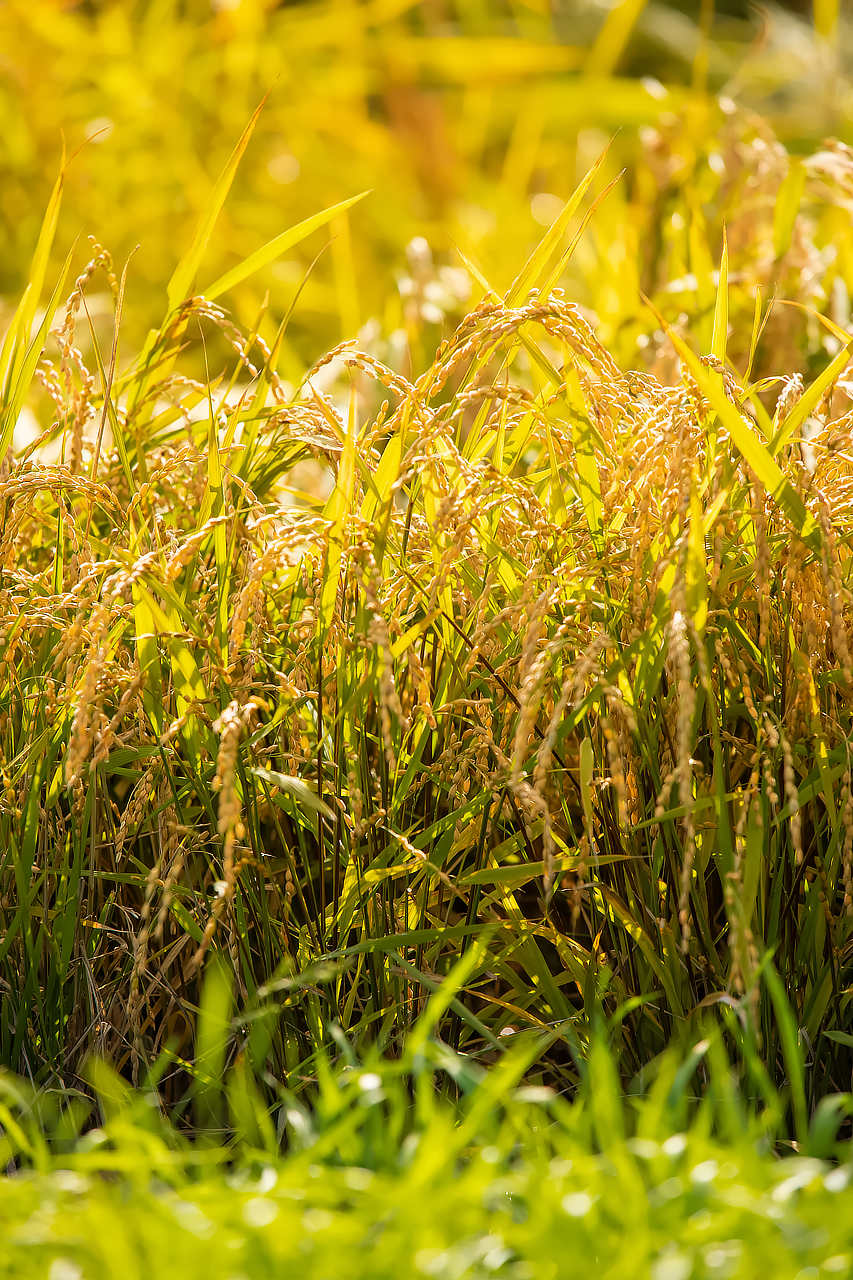 稲と米に感謝する photo 宮本章光