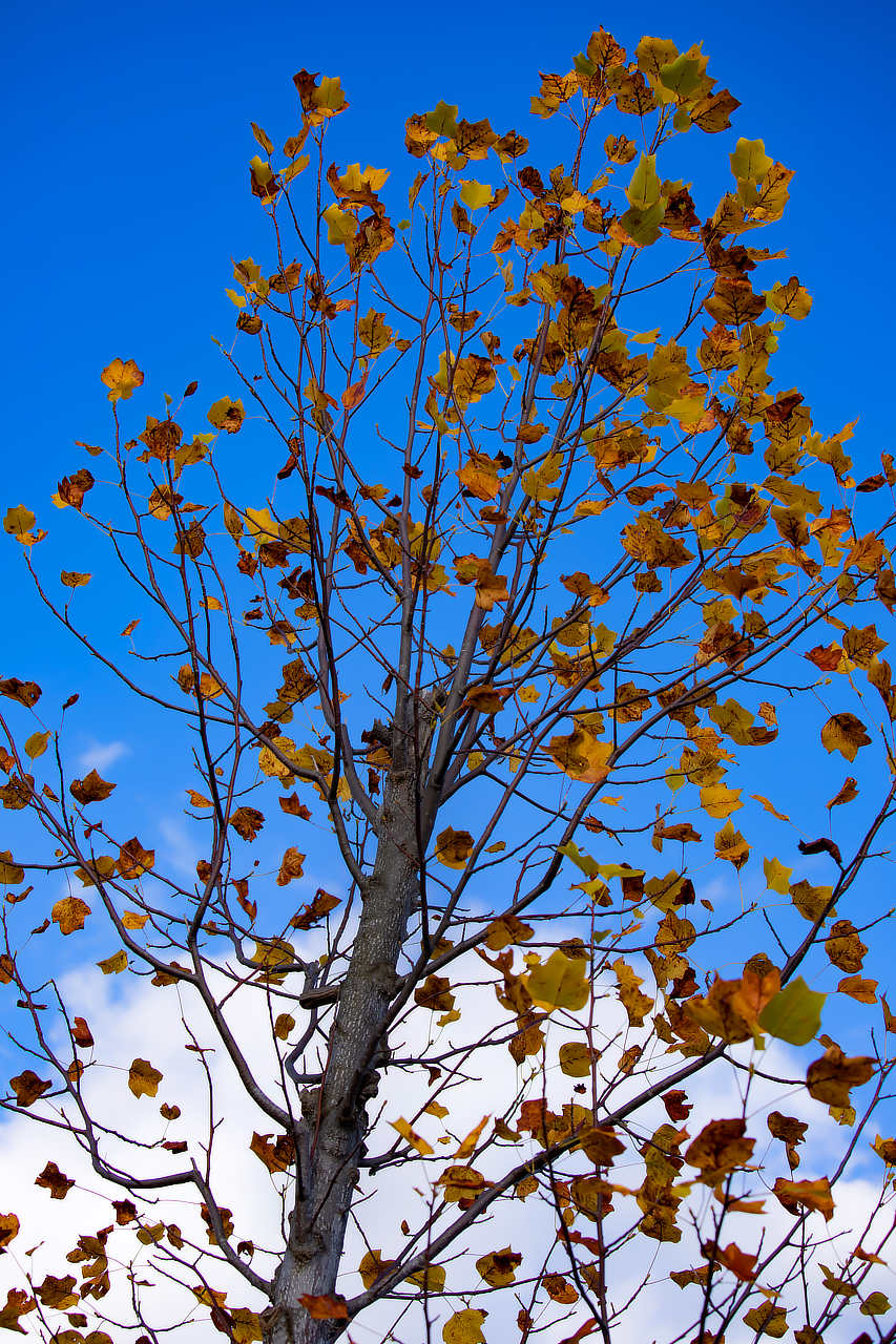 飯舘村の木々に秋の挨拶 photo 宮本章光