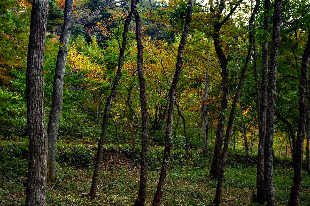 飯舘村で先祖代々からの森を護る photo 宮本章光